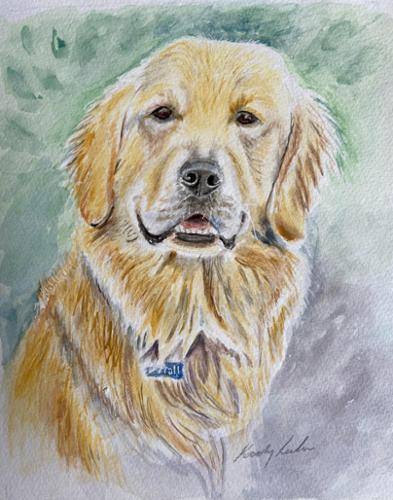 11x 17 water color on paper. Portrait of a Golden Retriever named Marshall